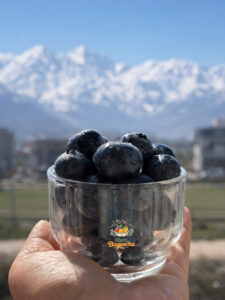 Fresh Himalayan Blueberries