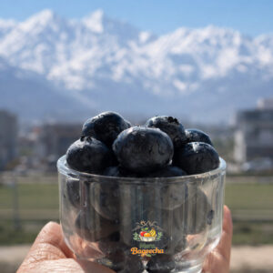 Fresh Himalayan Blueberries