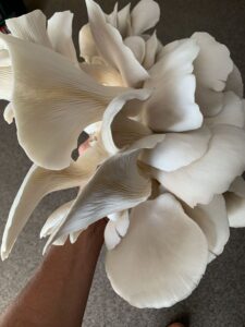 Himalayan Oyster Mushrooms
