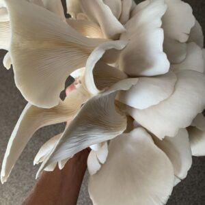 Himalayan Oyster Mushrooms